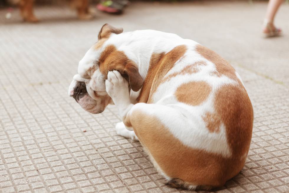 La primavera, mala época para la alergia por pulgas en perros | Blog AnimalesyCia | EL PAÍS