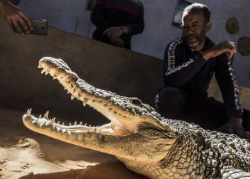 Cocodrilos como animal de compañía y “signo de poder”