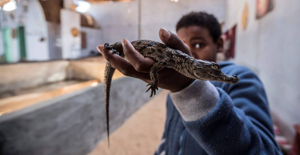 Mohamed Mamdou enseña una cría de cococrilo.