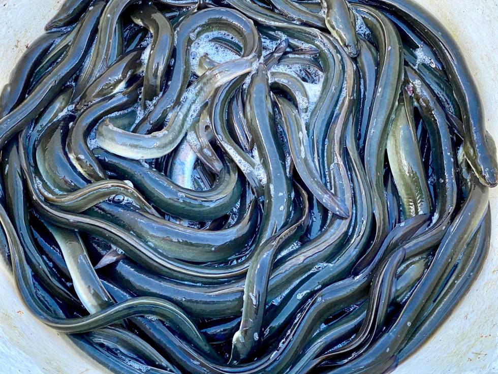 Dos recetas con anguila en la Albufera de Valencia
