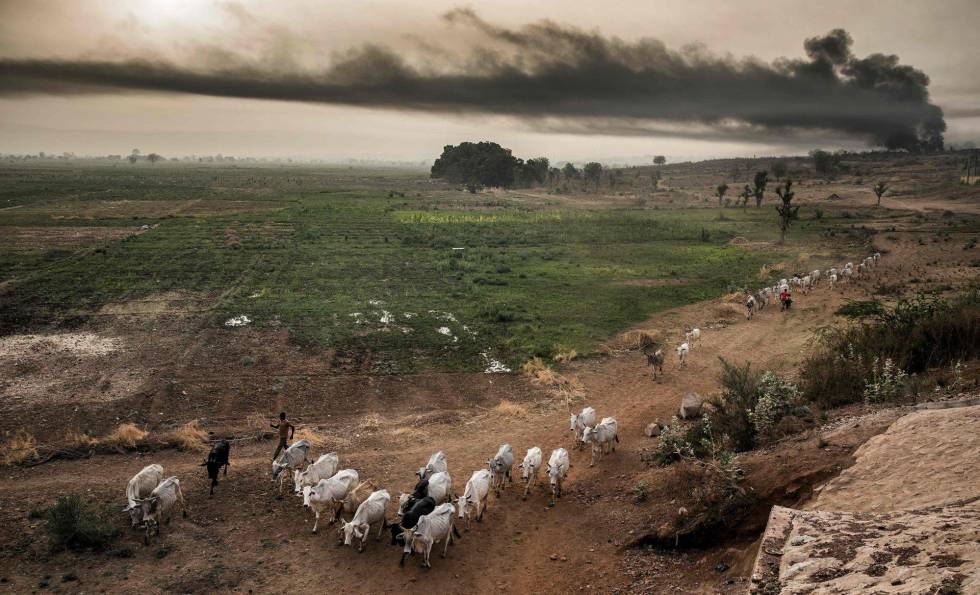 Pastores de la etnia hausa-fulani se trasladan con su ganado por las inmediaciones de algunas granjas de Sokoto, en el norte de Nigeria. La pobreza les lleva a emigrar hacia el norte donde hay más oportunidades de empleo.
