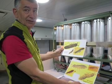 Javier Benayas, en el laboratorio del Hespérides, muestra los colémbolos nativos y los 'invasores'