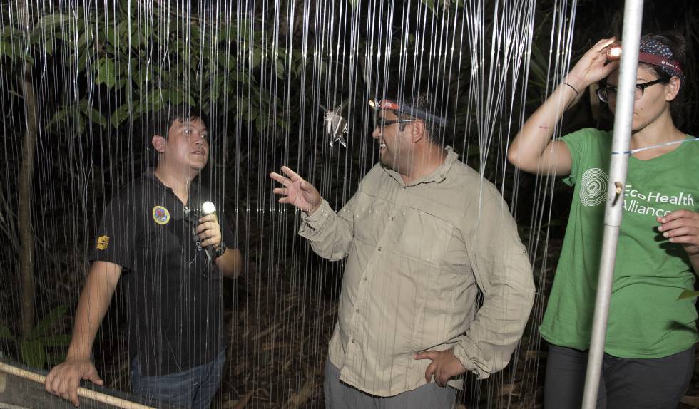 Zambrana, en Malasia, con una de las redes que usan para atrapar animales que luego analizan.
