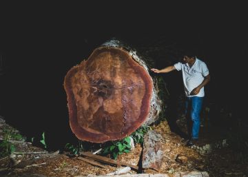 A la caza de los madereros ilegales que campan a sus anchas por el Amazonas