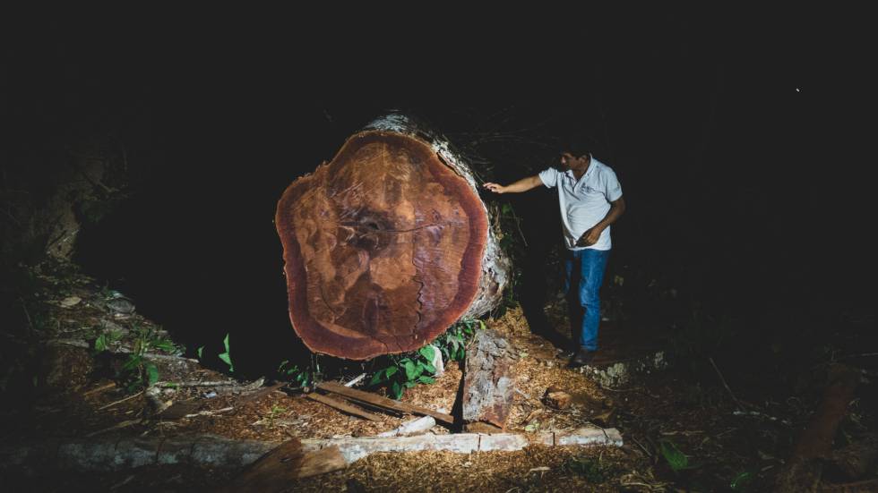 Uno de los árboles centenarios talado ilegalmente en la selva peruana.