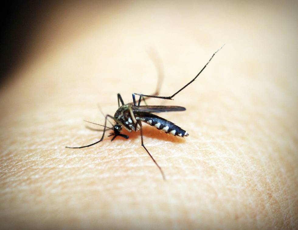 La hembra de mosquito Anopheles infectada es la que transmite la malaria.