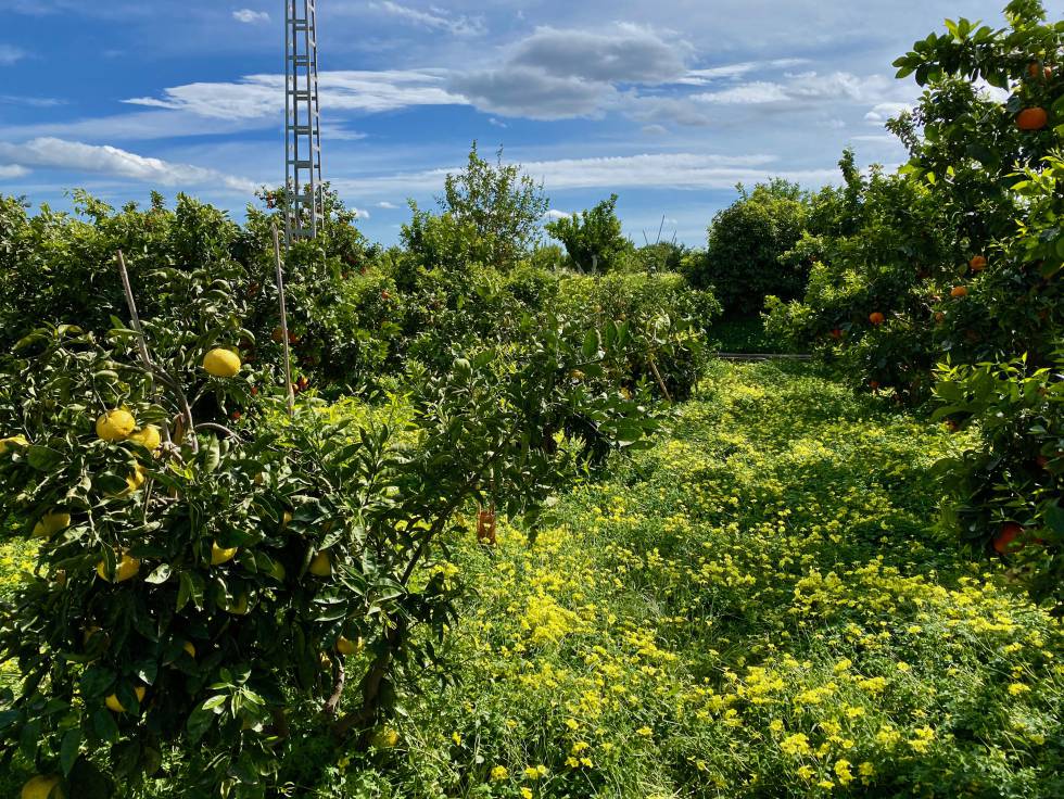 Los cítricos de Vicente Todolí, un viaje entre la botánica y la cocina