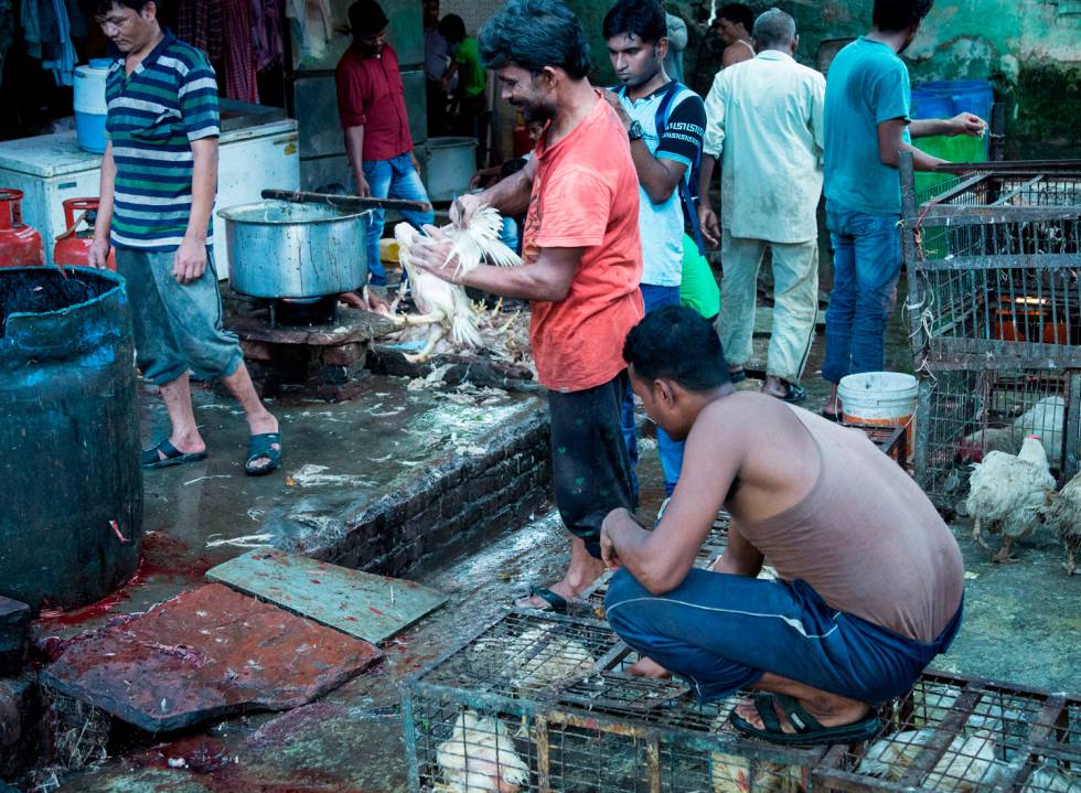Coronavirus: Los mercados de animales salvajes, tortura para ellos ...