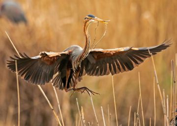 Cómo distinguir a un gorrión de un acentor para pasar el rato en el balcón