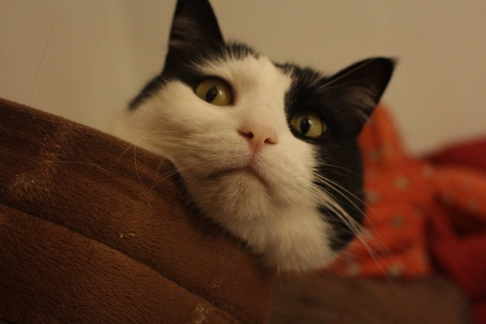 Moncho, gato del autor de este reportaje.