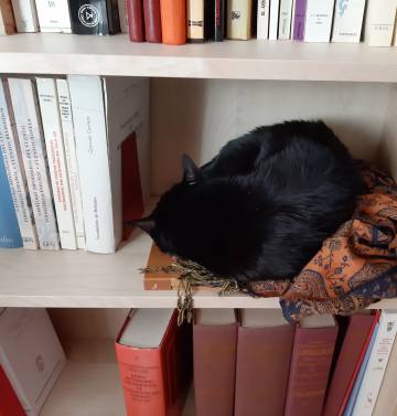 Ryuu, gato de Paloma Díaz-Mas, profesora de investigación del Consejo Superior de Investigaciones Científicas y autora de 'Lo que aprendemos de los gatos'.