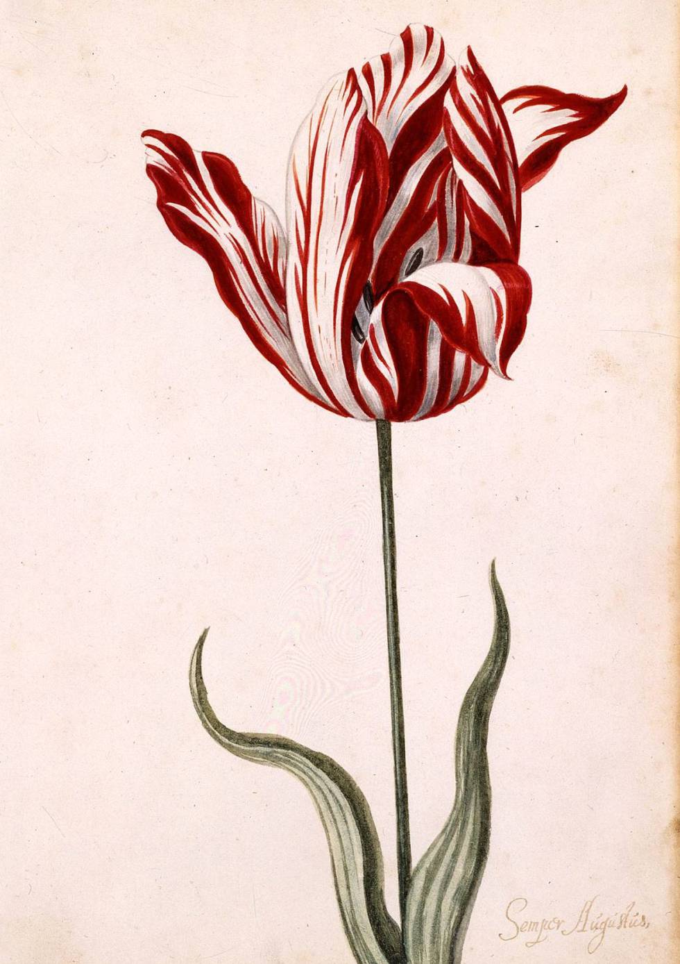 tulipanes