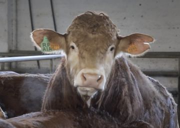 Una subasta virtual de 36 novillos de pura raza esquiva el confinamiento