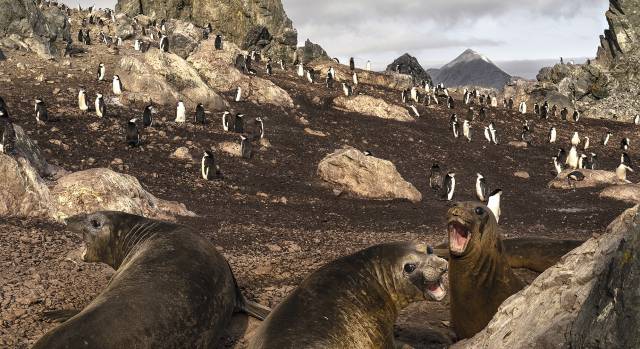 Todo lo que pasa en la Antártida afecta al planeta