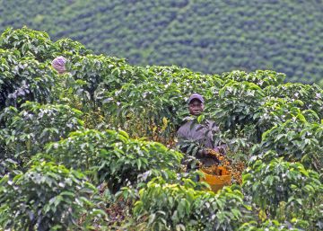De las telenovelas, al genoma: el café planta cara al cambio climático