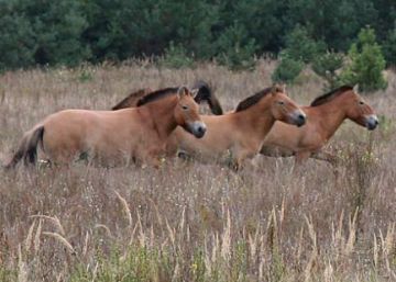 El misterio de los caballos salvajes de Chernóbil