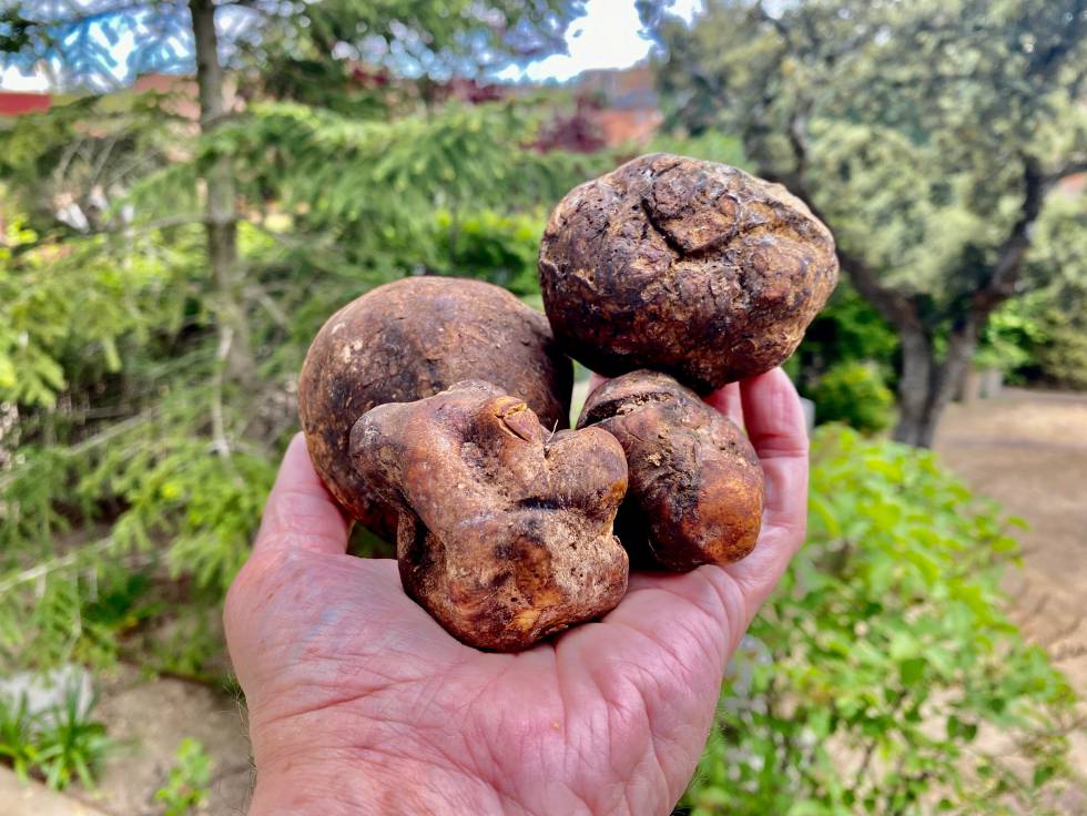 Las Trufas Del Desierto Blog Gastronotas De Capel El Pais