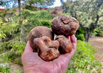 Las trufas del desierto