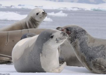 ¿Peligra el alimento de la fauna antártica?