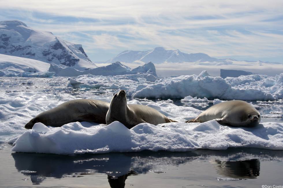 Las focas descansan sobre el hielo, donde se sienten seguras de sus principales depredadores, según explica el biólogo chileno Luis Hückstädt.