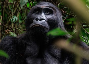 El coronavirus afecta a los últimos gorilas de planicie de Congo