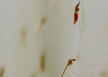 Un sorprendente aliado contra la malaria: un hongo en los genitales de los mosquitos