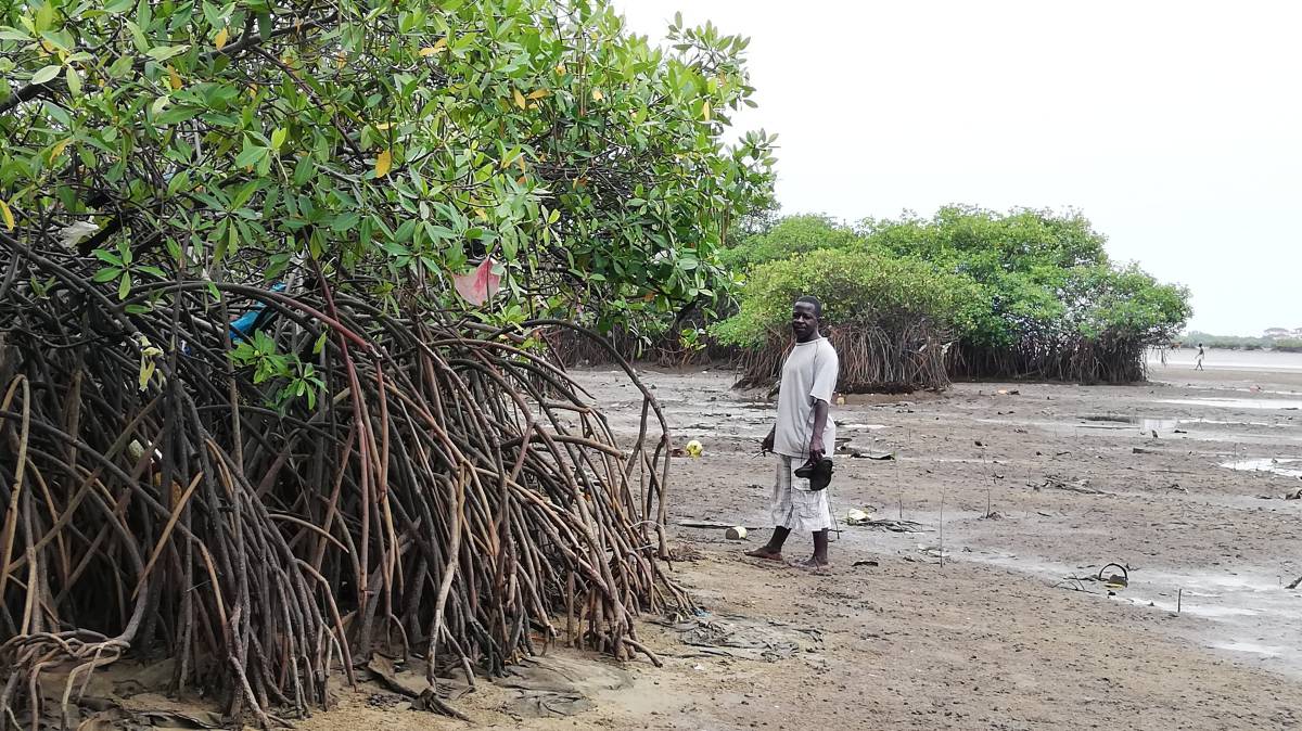 Freetown, la ciudad africana que crece hacinada sobre un manglar