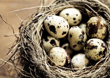 Tienen más proteínas que los de gallina y otras seis curiosidades de los huevos de codorniz