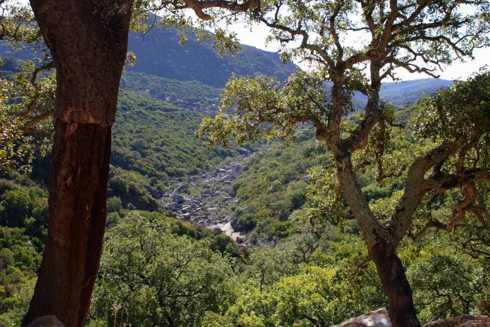 El parque natural de los Alcornocales alberga la mayor masa de alcornoque de la península Ibérica.