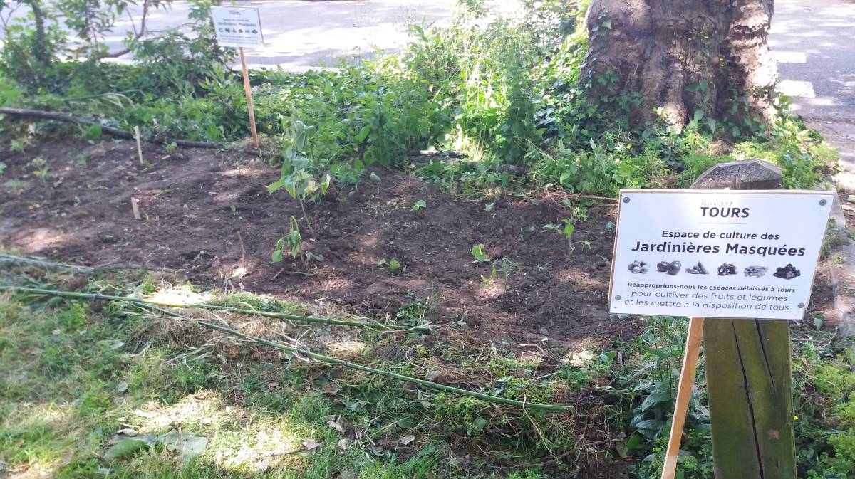 Ciudadano, cultiva tus alimentos… en el parque público