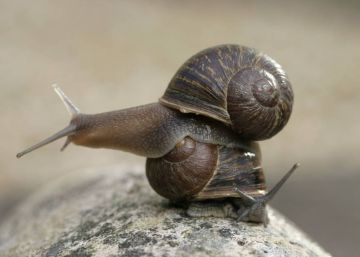 La historia de ‘Jeremy’, el raro caracol ‘zurdo’ que engendraba crías ‘diestras’