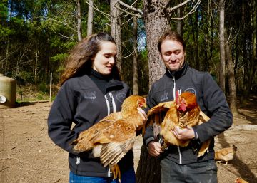 Los monumentales gallos, huevos y pulardas de Galo Celta