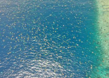 Unos drones graban a decenas de miles de tortugas verdes en su anidamiento