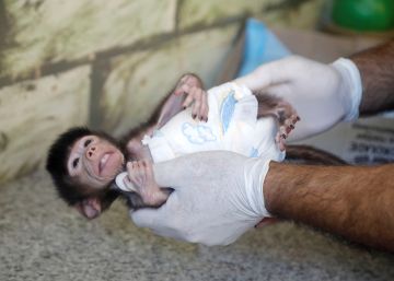 ‘Baby boom’ en el pequeño zoo palestino