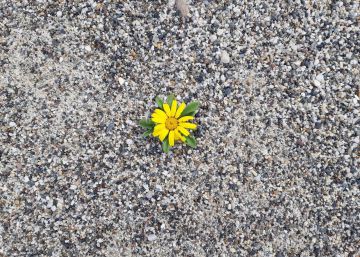 El modelo de vivienda post-covid: resiliente, colaborativo y ecológico