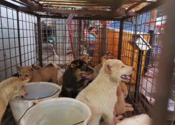El festival de la carne de perro de Yulin afronta un futuro incierto desde que esos animales ya no son ganado