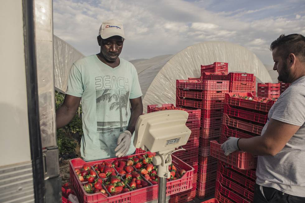 Un operario pesa cajas de fresa para el envío a los mercados en Palos de la Frontera (Huelva).