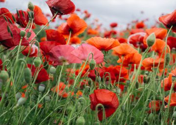 No cortes el césped: la biodiversidad te lo agradecerá