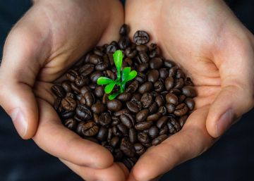 Fairtrade, sostenibilidad y medio ambiente