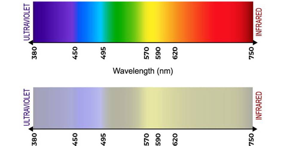 Las diferentes longitudes de onda de la luz se traducen en colores distintos en el sistema visual de un animal. El de arriba corresponde a la vista humana, y el de abajo a la de un perro. Arriba: iStockGetty Images Plus vía Getty. Abajo: esa misma imagen procesada por la Dog Vision Image Processing Tool, de András Péter.