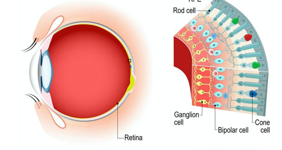 La luz llega hasta la parte posterior del globo ocular, que la percibe gracias a los bastoncillos y conos. Estos envían señales visuales al cerebro.