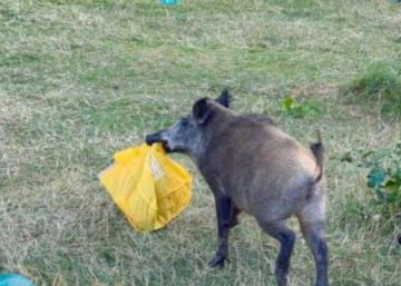 Robo salvaje: una familia de jabalíes, un nudista y un ordenador portátil