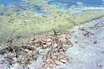 Desde 2016, la laguna ya no es azul, sino verdosa y no invita al baño.