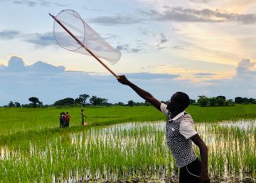 Mosquito City es un hervidero continuo