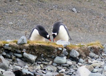La ‘cuna’ de los pingüinos está en Australia