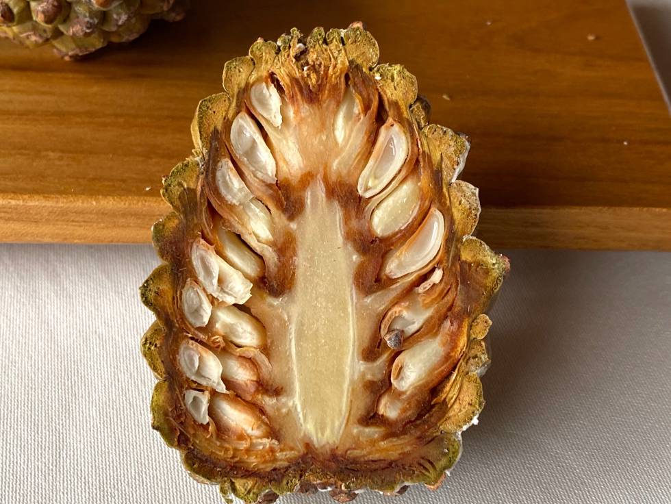 Piña para ser exprimida. J.C. CAPEL