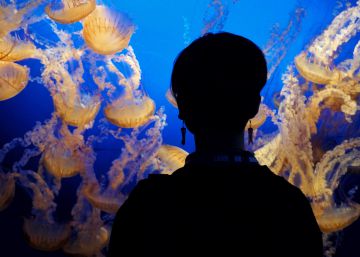 Las medusas no son solo ese animal que pica