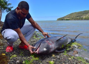 La lucha de una madre delfín por salvar la vida de su cría tras un derrame de crudo