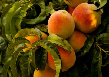 Hacia las ciudades 100% comestibles