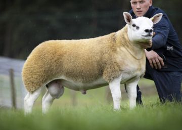 ‘Diamante Doble’, el carnero que vale más de 400.000 euros